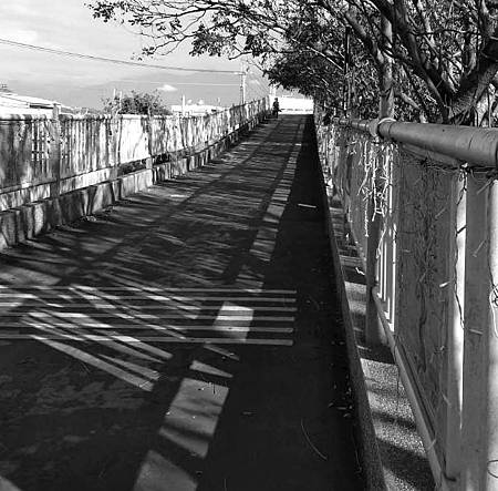 東后豐鐵馬道-鵲橋 東后豐鐵馬道-鵲橋