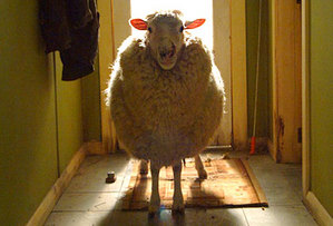 blacksheep1.jpg blacksheep1.jpg