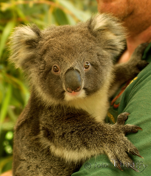 185_Peter_T_Koala