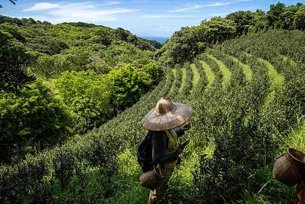 石門茶園採茶體驗.jpg