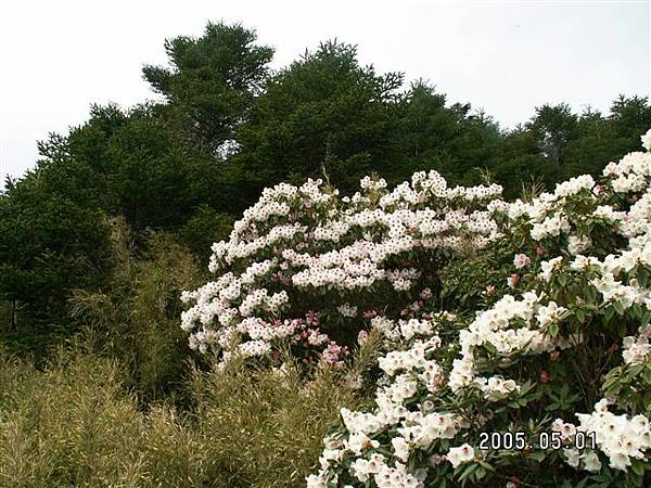 杜鵑與玉山箭竹叢生.JPG