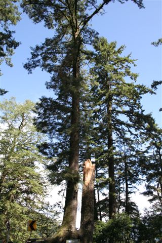 高大的檜木