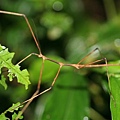 竹節蟲