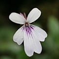 一樣是雪山堇菜