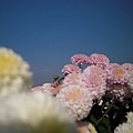 銅鑼-杭菊之美05.jpg