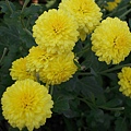複製 -DSCN5982.jpg