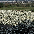 複製 -DSCN5944.jpg