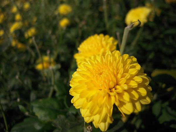 DSCN5981.jpg