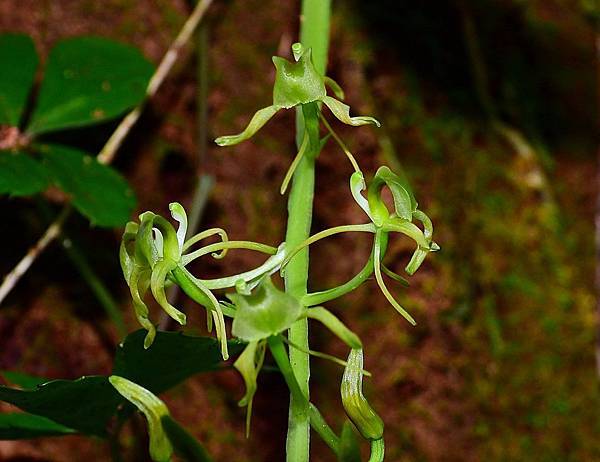 長葉羊耳蒜（虎頭石）