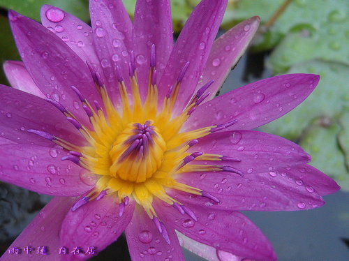 雨 中 花