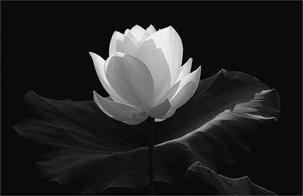 蓮花 蓮花