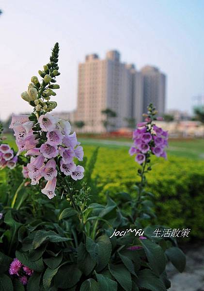 小確性花海 038.jpg