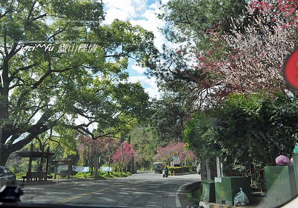 中部賞櫻 718.jpg