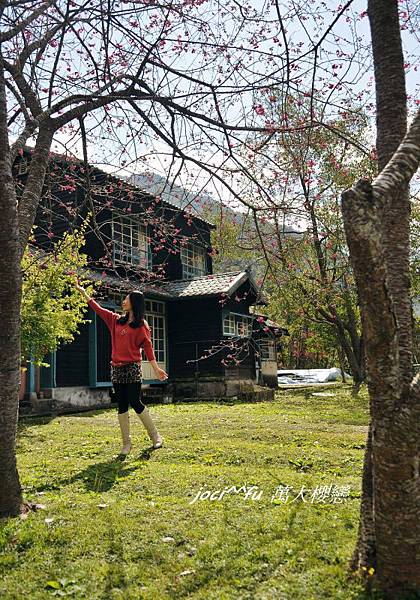 中部賞櫻 754.jpg