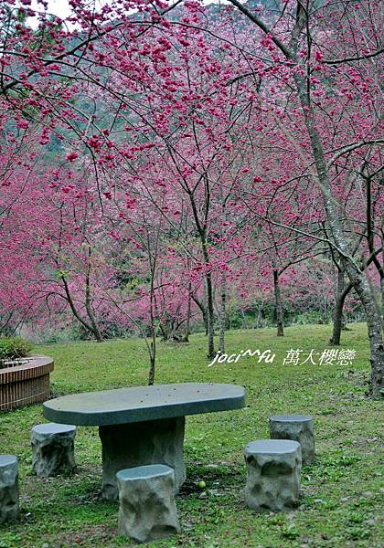 中部賞櫻 906.jpg