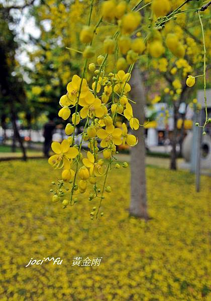 黃金雨 137.jpg