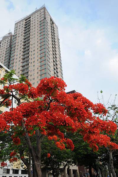 午後散策 008.JPG