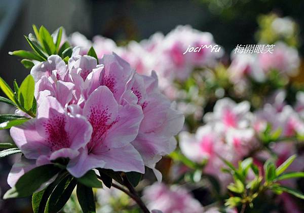 梅開眼笑 049.jpg