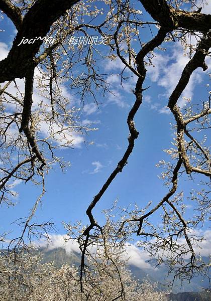 梅開眼笑 205.jpg