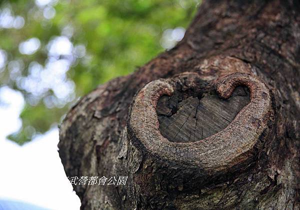 衛武營都會公園 124.jpg