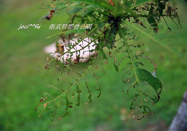 衛武營都會公園 205.jpg