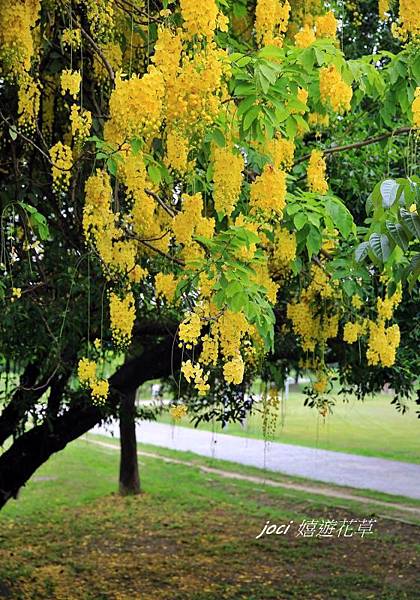 衛武營都會公園 214.jpg