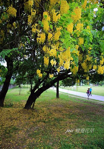衛武營都會公園 215.jpg