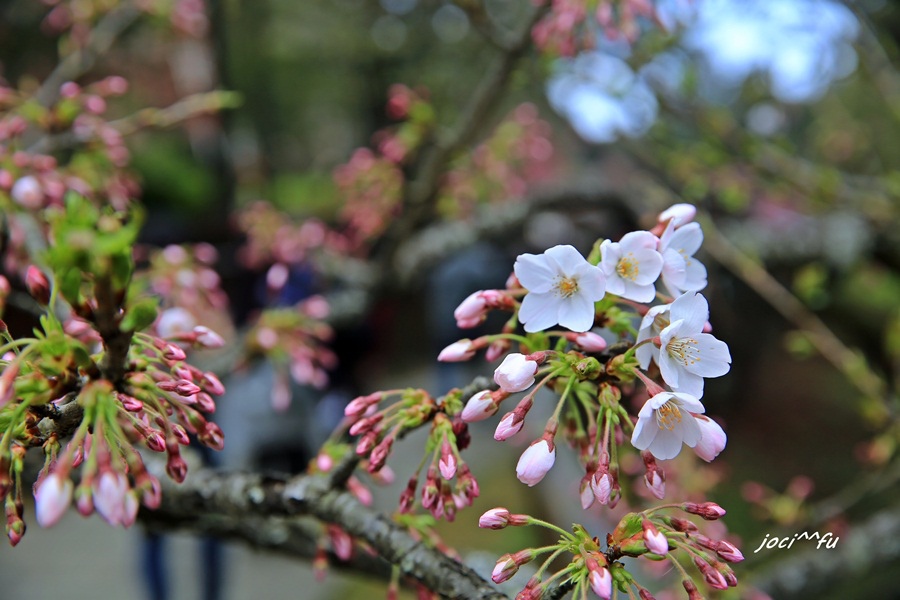 阿里山賞櫻 031.JPG