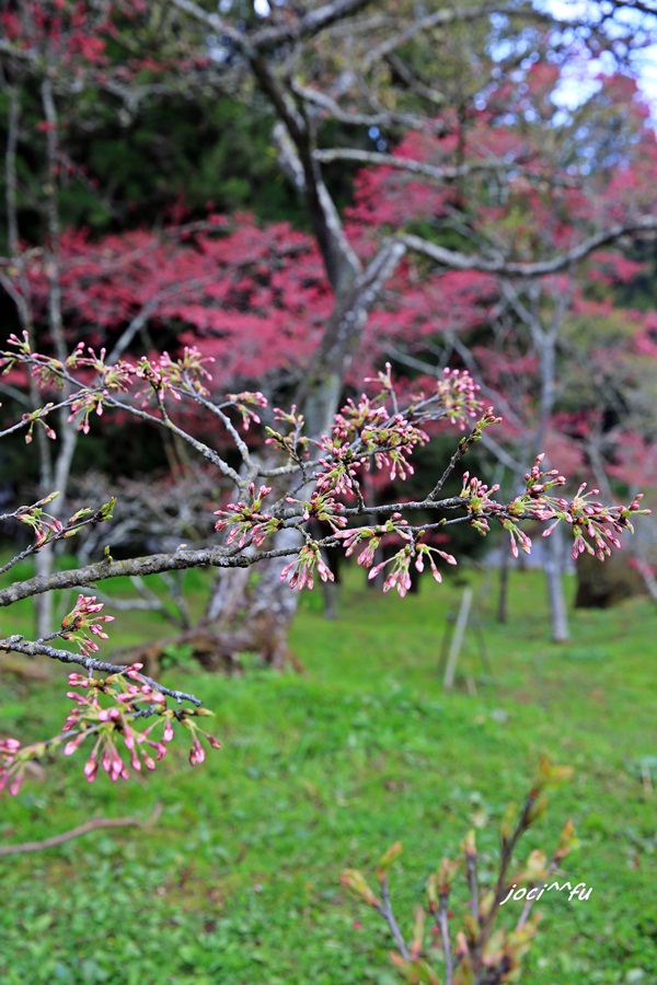 阿里山賞櫻 039.JPG