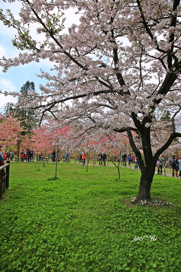 阿里山賞櫻 073.JPG