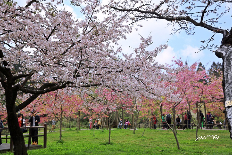 阿里山賞櫻 081.JPG