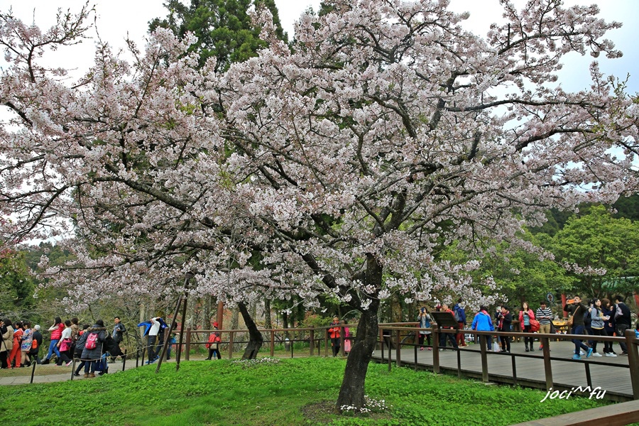 阿里山賞櫻 086.JPG