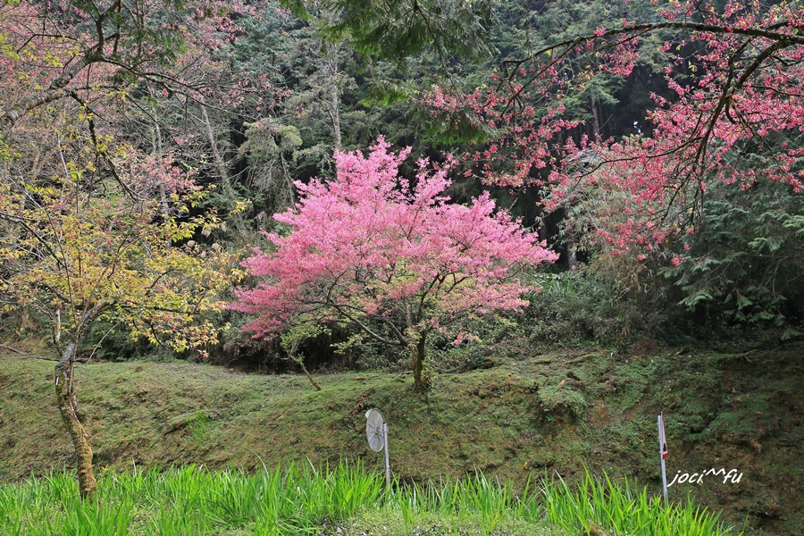 阿里山賞櫻 144.JPG