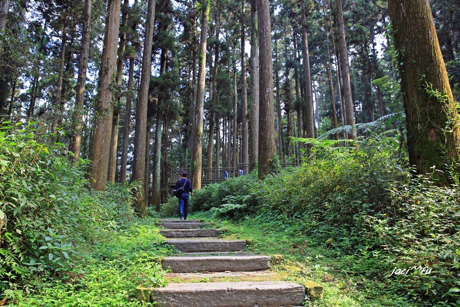 阿里山賞櫻 299.JPG