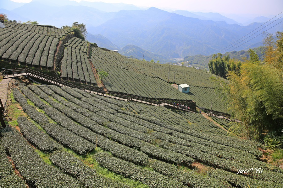 阿里山賞櫻 325.JPG