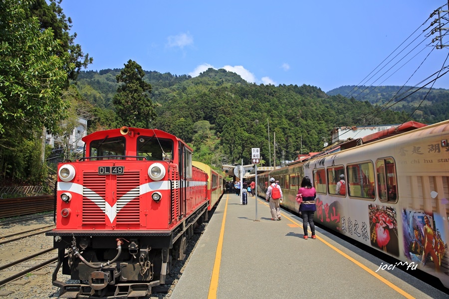 阿里山賞櫻 375.JPG