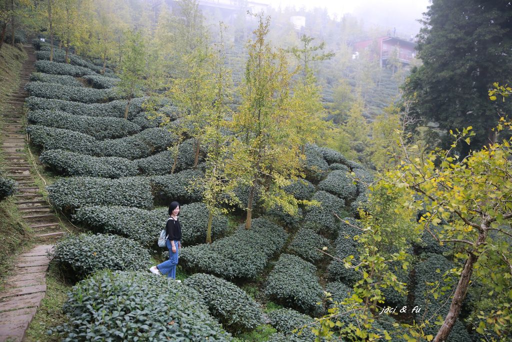 南投│秋日賞銀杏 大崙山 銀杏森林 武岫農圃黃葉飄飄 大崙山,銀杏森林,武岫農圃,杉林溪,觀霧亭,金台灣山莊,觀光茶園,南投,鹿谷鄉,大崙山觀光茶