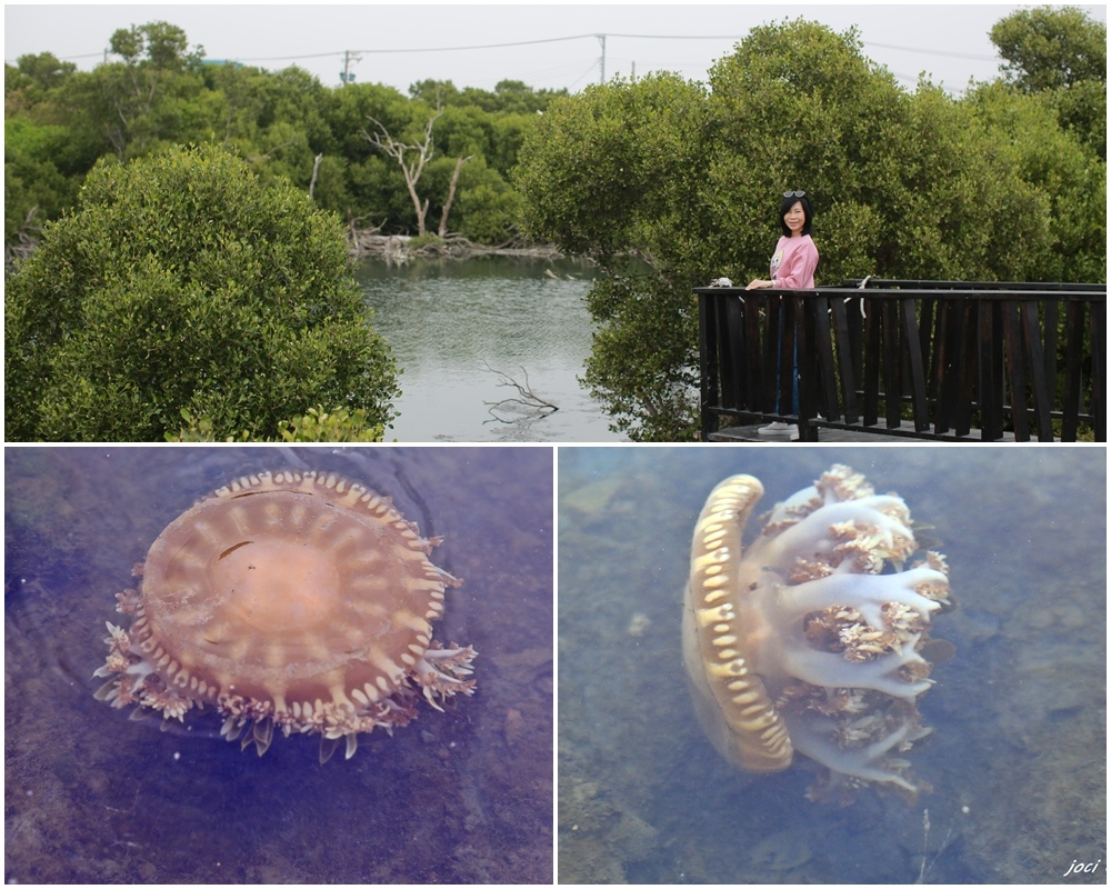 ,高雄,林園,海洋濕地公園,倒立水母,海茄苳,紅樹林,仙人掌,潟湖,