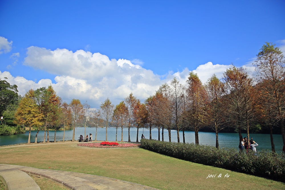 南投,日月潭,落羽松,向山遊客中心,象山落羽松,秘境,南投景點