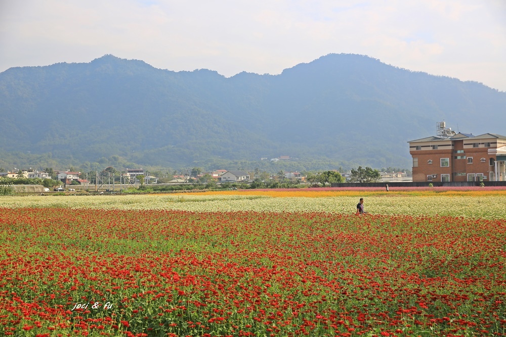 杉林花海,向日葵迷宮,月光花田,新庄幸福花田,月眉花田,杉林大橋花田,賞花活動,高雄,杉林區,花海,向日葵,葵花迷宮