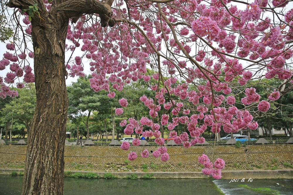 ,台中,西屯,粉紅風鈴木,朝馬國民運動中心,洋紅風鈴木,賞花,公園,