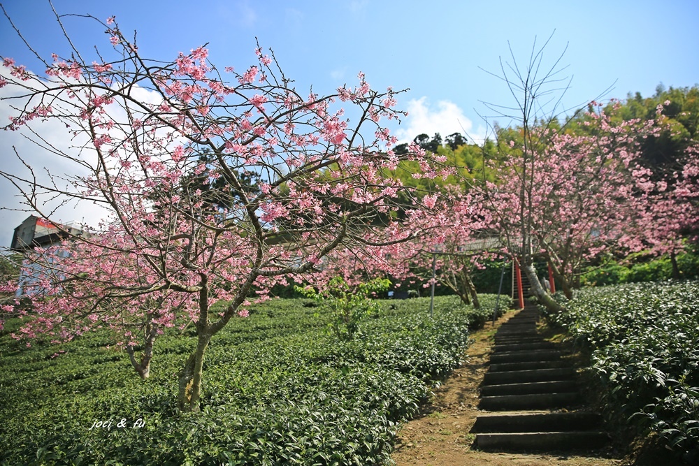 阿里山,二延平步道,頂石棹,櫻花,雲海,茶園,竹林,嘉義,賞櫻,竹崎,霞之道,霧之道,櫻之道,隙頂