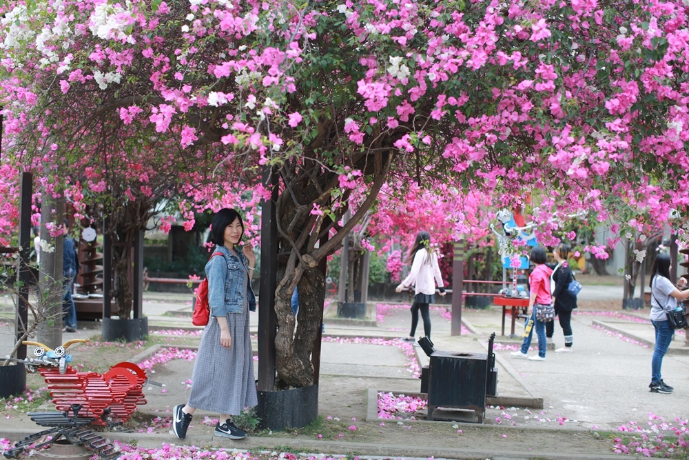 橋頭糖廠,九重葛,台灣糖業博物館,鐵園迷城,古蹟,親子遊,導覽,高雄,橋頭,賞花