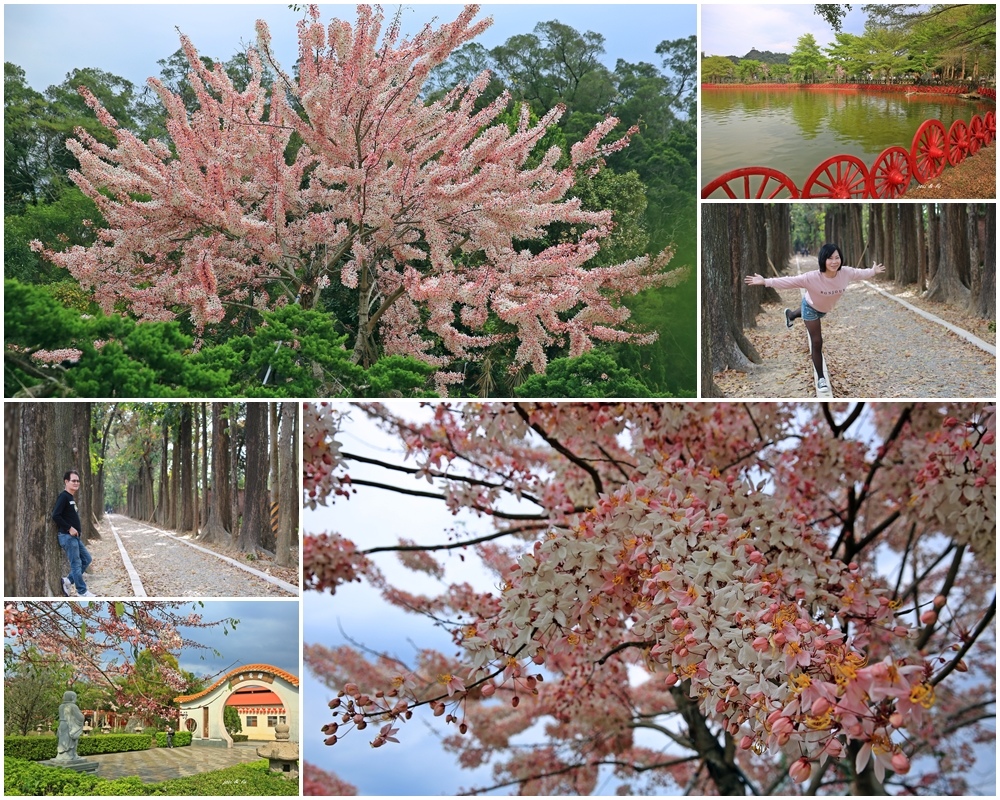 ,高雄,六龜,美濃,花旗木,懶人包,賞花,美食,打卡,拍照,IG,天台山,印慈精舍,錫葉藤,桃花心木,新威森林公園,部落,花海,秘境,