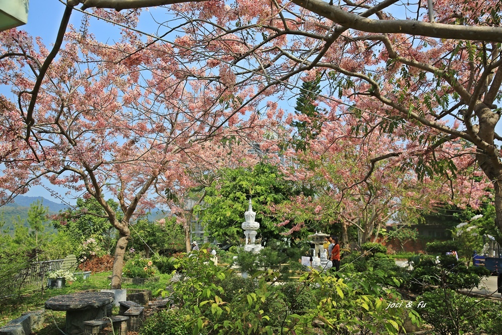 慈印精舍,花旗木,六龜大橋,荖濃溪,18羅漢山,寶冠木,非洲芙蓉,高雄,六龜區,印慈精舍,桃紅陣雨