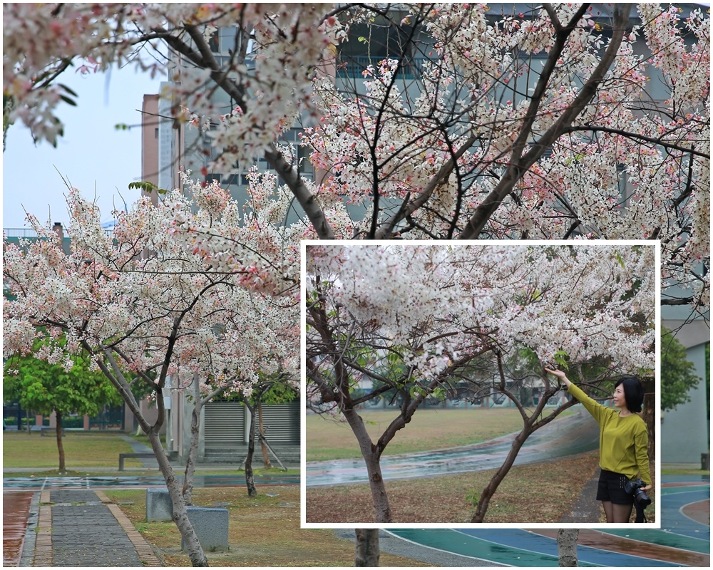高雄,十全國小,花旗木,櫻花雨,市區賞花,校園景點,三民區,三民