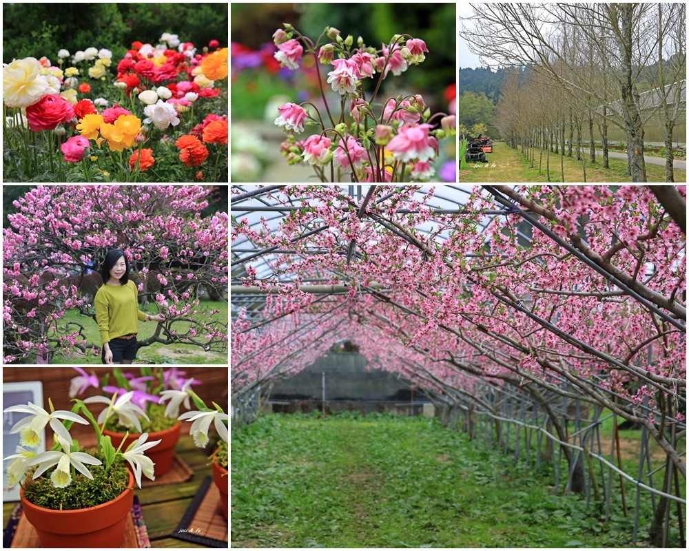 梅峰農場,春之饗宴,桃花隧道,白楊木步道,綠籬迷宮,臺大山地農場,溫帶花卉,南投,仁愛,台大山地農場,賞花,白楊步道,迷宮,拍照,打卡,IG,鬱金香,杜鵑