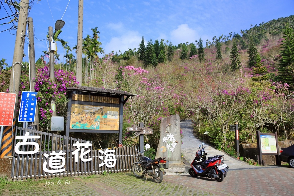 ,台南,梅峰古道,天香園梅仔雞餐廳,台南步道,洋紅風鈴木,櫻花,百岳,小百岳,登山,日出,