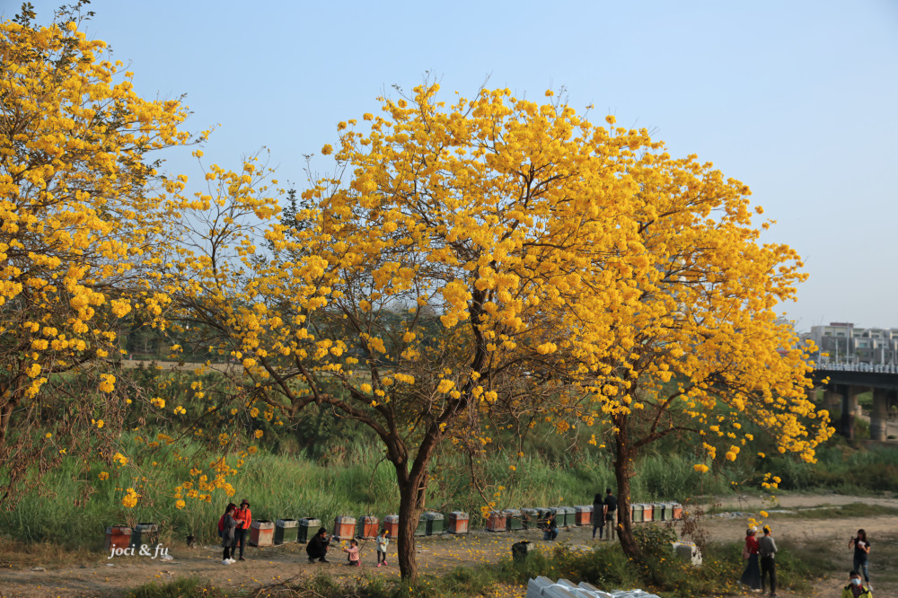 嘉義黃花風鈴木-1-17.jpg