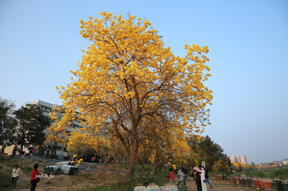 嘉義黃花風鈴木-1-6.jpg